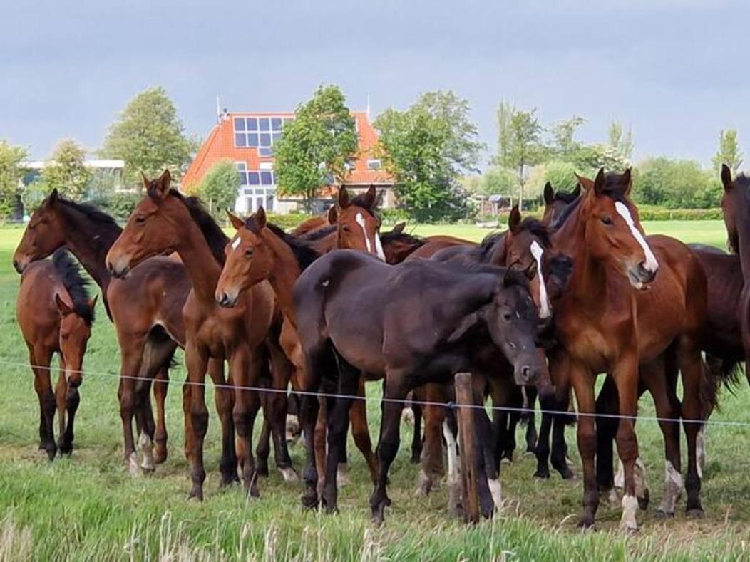 Luxe Gastenverblijf In Het Hart Van Friesland Akkrum Dış mekan fotoğraf